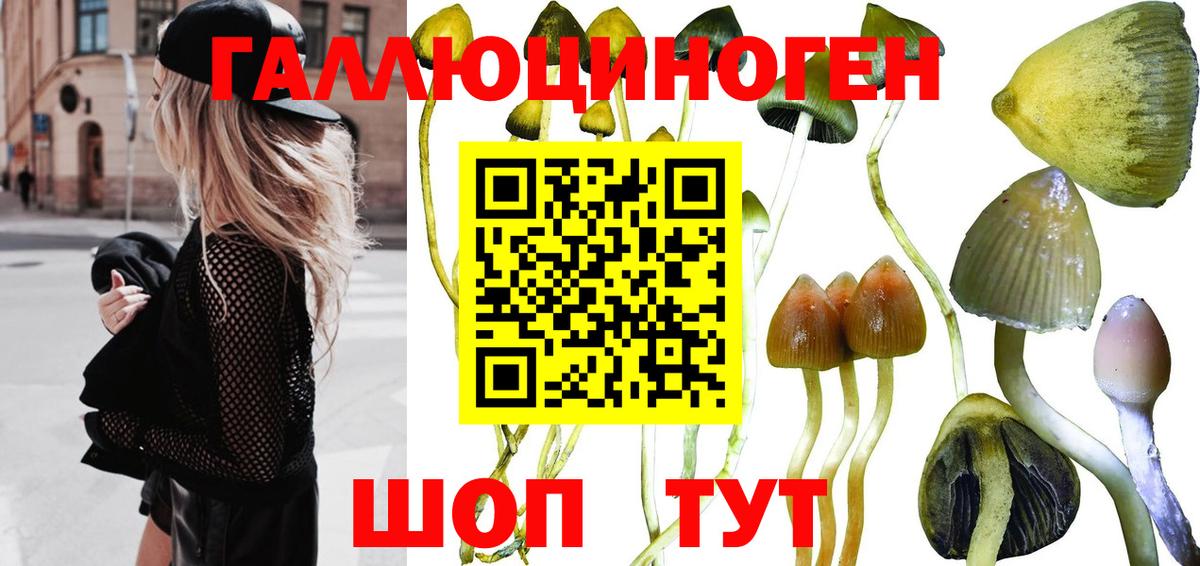 Галлюциногенные грибы GOLDEN TEACHER Новокуйбышевск